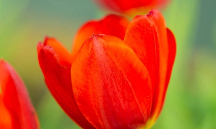 LadyTulip: CSS Templates | TEMPLATED