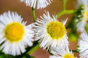 FlowerClusters:  | TEMPLATED