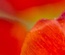 LadyTulip: CSS Templates | TEMPLATED