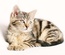 Cat Life – Animals Category Bootstrap Responsive Web Template
