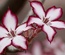 Flowerilla gallery webtemplate and mobile webtemplate for free