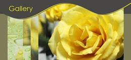 Simplex Template