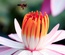 Simplex Template