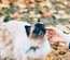 Cat Life – Animals Category Bootstrap Responsive Web Template