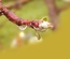Mistybud:  | TEMPLATED