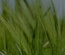 Farmed an Agriculture Category Flat Bootstrap Responsive Web Template