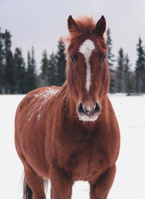 Horse Crew Sports Category Bootstrap Responsive Website Template