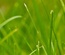 GrassyGrass: CSS Templates | TEMPLATED