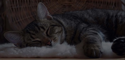 Lovely Pets Animals Category Bootstrap Responsive Web Template