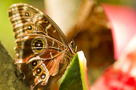 Mariposa: CSS Templates | TEMPLATED