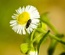 NotableFlowers: CSS Templates | TEMPLATED