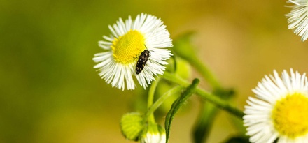 NotableFlowers: CSS Templates | TEMPLATED