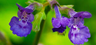 FloralGarden:  | TEMPLATED