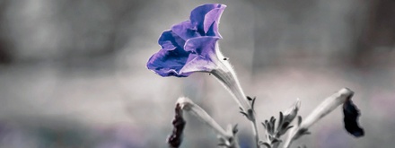 Botany Template