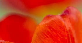 LadyTulip: CSS Templates | TEMPLATED