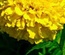 FlowerClusters:  | TEMPLATED