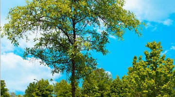 Treeling:  | TEMPLATED