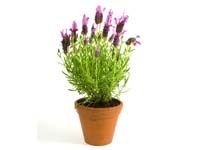 Flower Shop Template