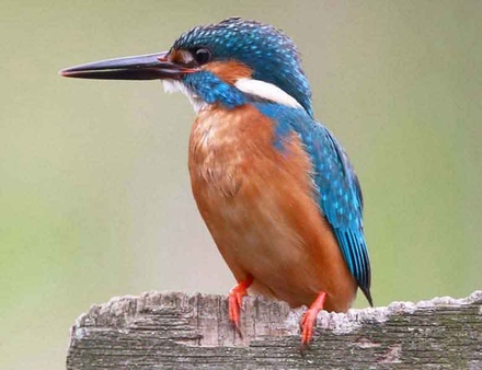 Ornithology An Animal Category Flat Bootstrap Responsive Web Template