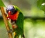 Lorikeet: CSS Templates | TEMPLATED