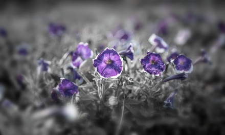 Botany Template
