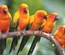 Birds a Animal Category Flat Bootstrap Responsive Web Template
