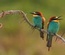 Birds Care – Animals Category Bootstrap Responsive Web Template