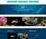 Aquatic Life a Animal Category Flat Bootstrap Responsive web Template