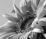 Neutral Charisma:  | TEMPLATED