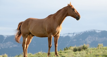 Horse Crew Sports Category Bootstrap Responsive Website Template