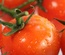 Tomato Template