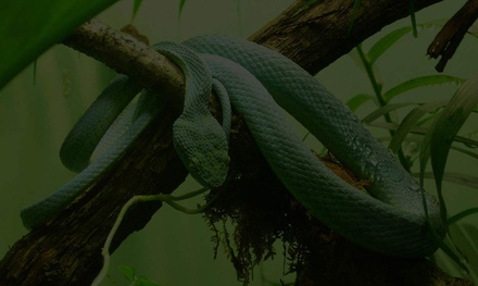 Reptiles a Animal Category Flat Bootstrap Responsive Web Template