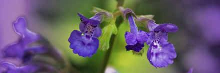 CatMint: CSS Templates | TEMPLATED
