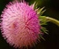 FlowerClusters:  | TEMPLATED
