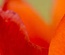 LadyTulip: CSS Templates | TEMPLATED