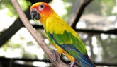 Bird Store Template