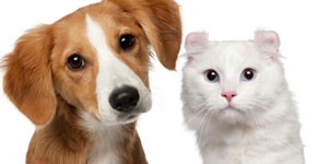 Doggy- Mobile Website Template