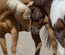 Horse Crew Sports Category Bootstrap Responsive Website Template