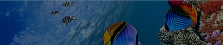 Aqua Club a Animal Category Flat Bootstrap Responsive Web Template
