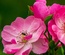 Flowerilla gallery webtemplate and mobile webtemplate for free