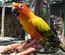 Bird Store Template