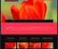 LadyTulip: CSS Templates | TEMPLATED