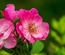 Flowerilla gallery webtemplate and mobile webtemplate for free