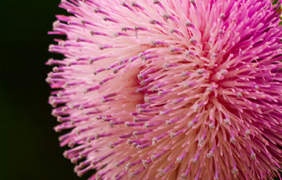 Amaryllis:  | TEMPLATED