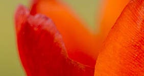 LadyTulip: CSS Templates | TEMPLATED