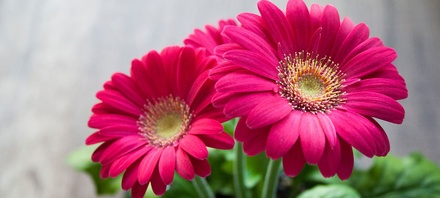 Flowerilla gallery webtemplate and mobile webtemplate for free