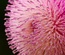 Amaryllis:  | TEMPLATED