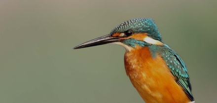 Birds Care – Animals Category Bootstrap Responsive Web Template