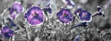 Botany Template