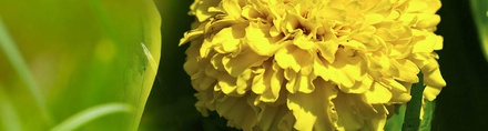 YellowDahlia:  | TEMPLATED